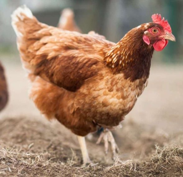 Galinhas poedeiras