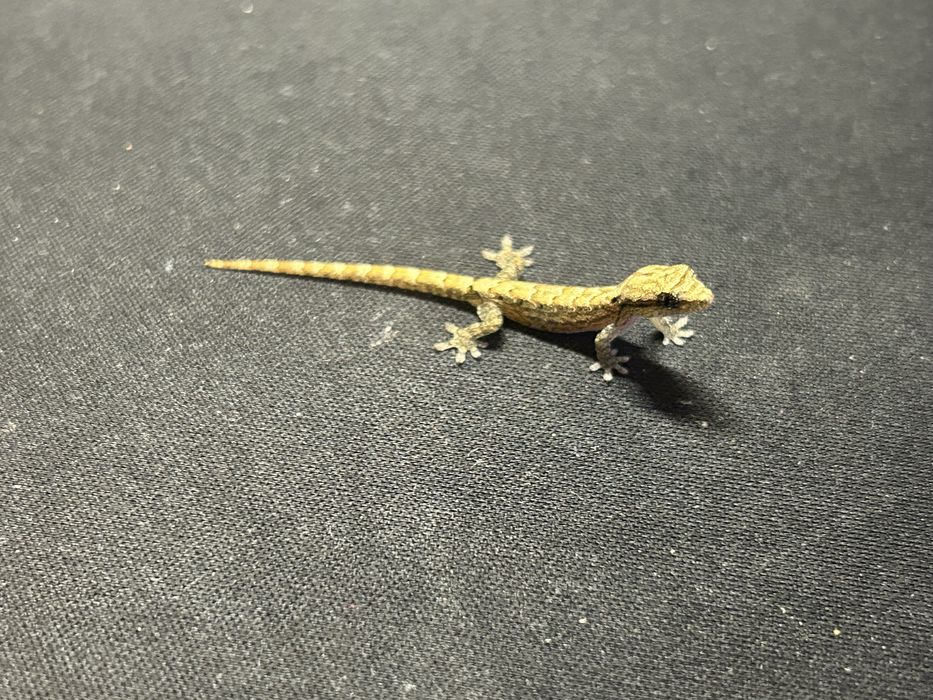 Młode gekony płaczące