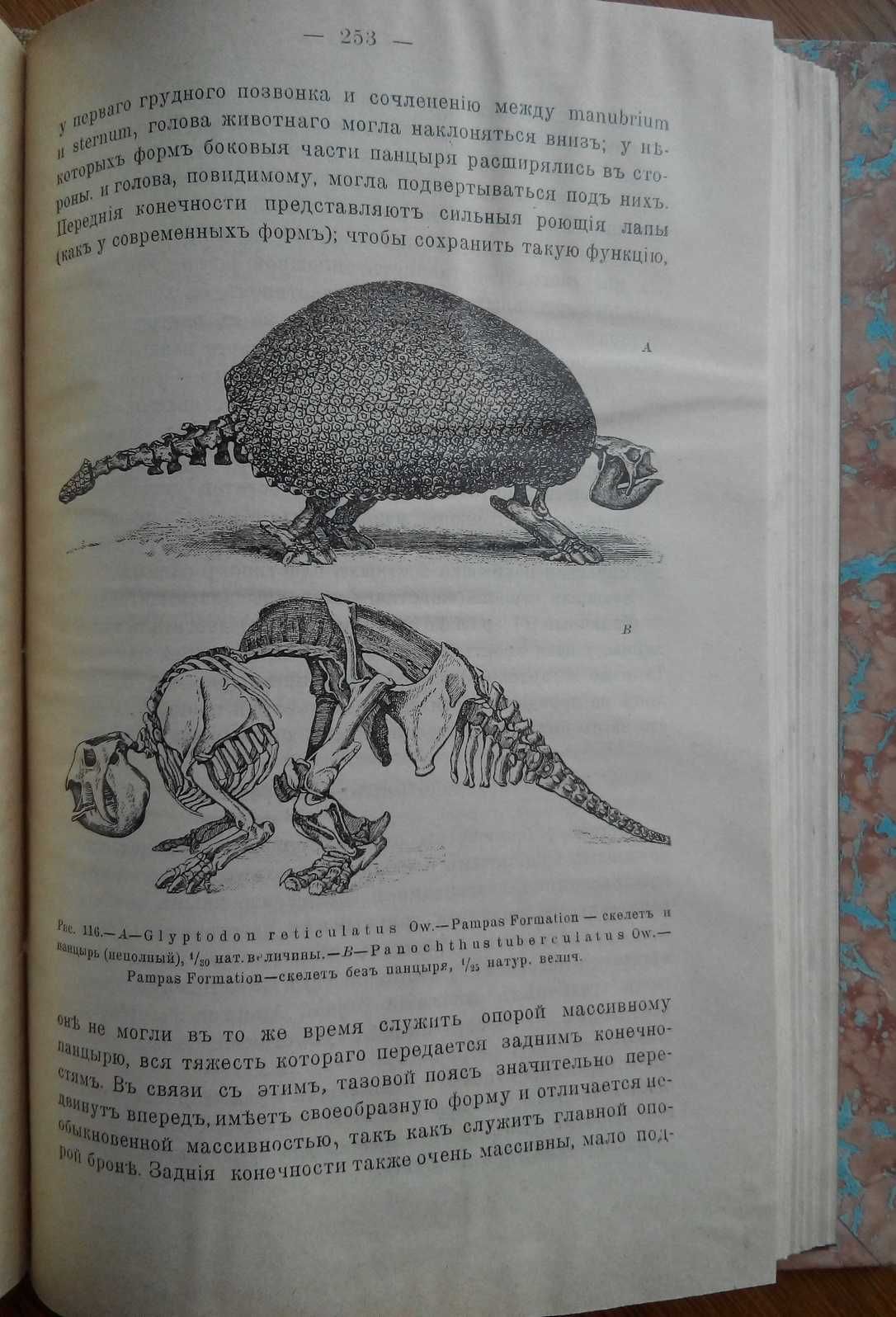 Палеонтология 1906г. С 175 рисунками. Борисяк А.