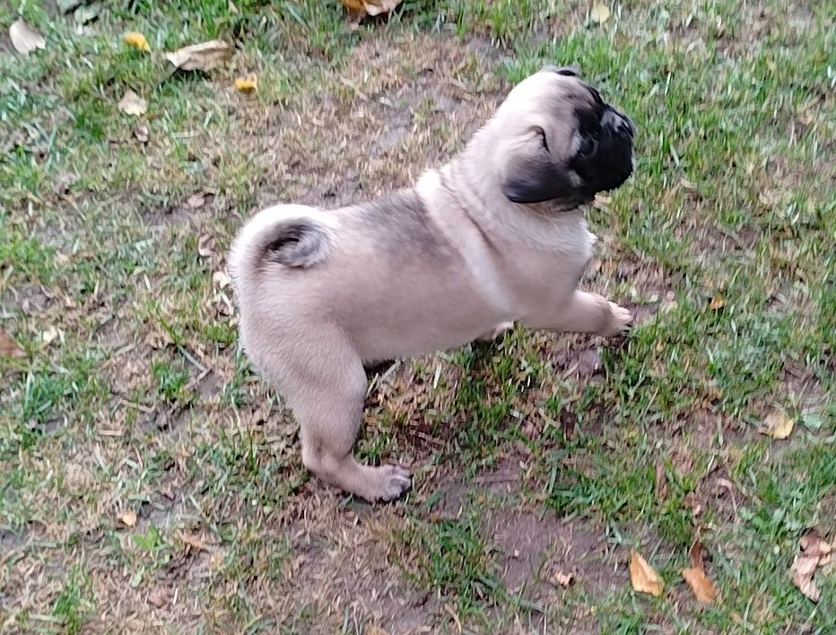 Mops szczenie  z rodowodem