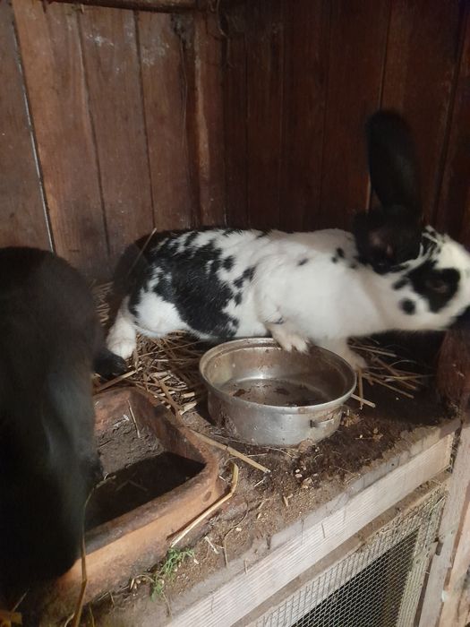 Samce kalifornia mieszane srokacze