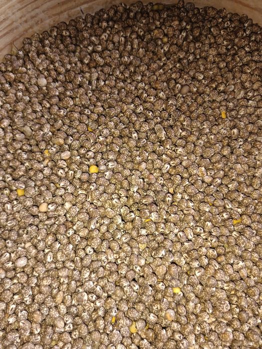 Sprzedam łubin niebieski