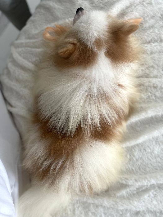 Померанські шпіци — Лише 2 хлопчика! Ідеальна можливість