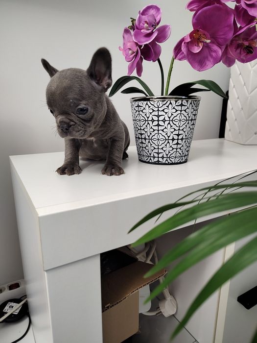 Buldog francuski