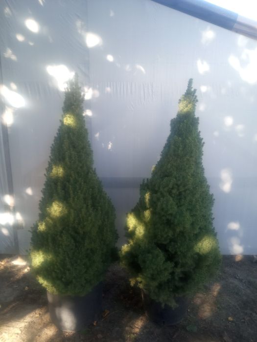 CHOINKI _Świerk srebrny_Jodla KAUKASKA w doniczkach oraz tuje SZMARAGD
