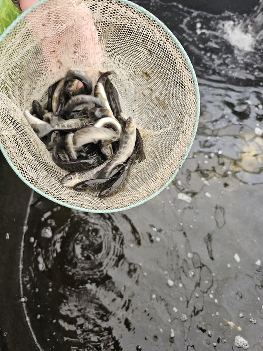 Narybek kroczek pstrąga pstrag tęczowy potokowy