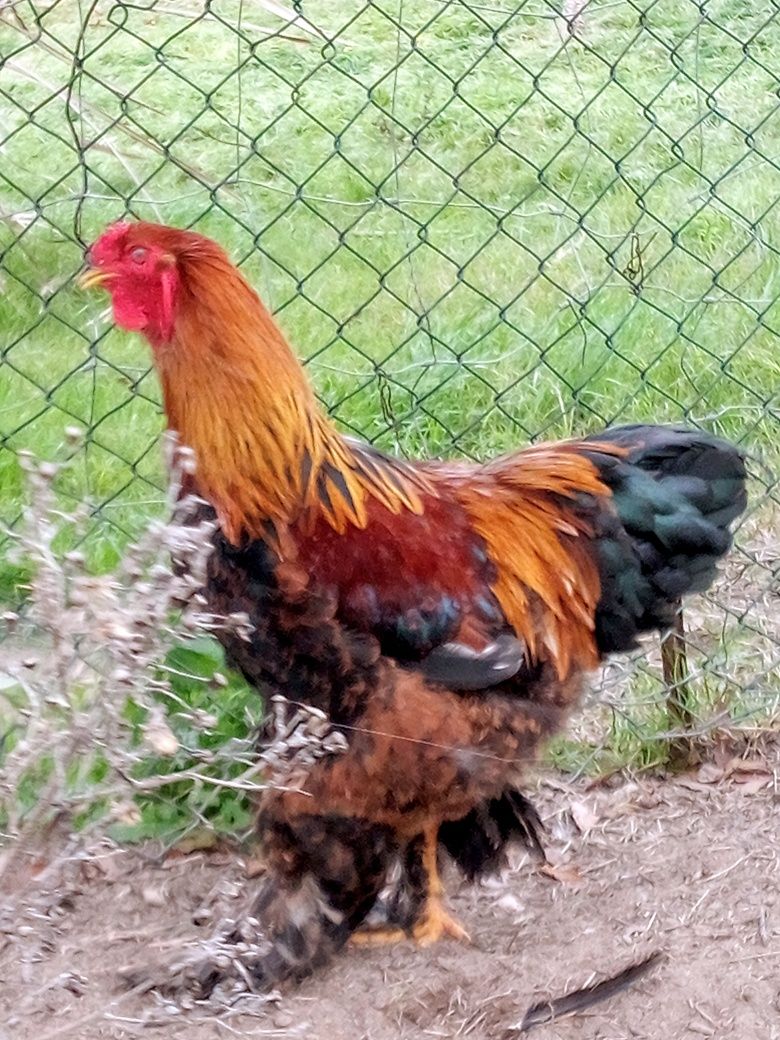 Galos Brahma perdiz