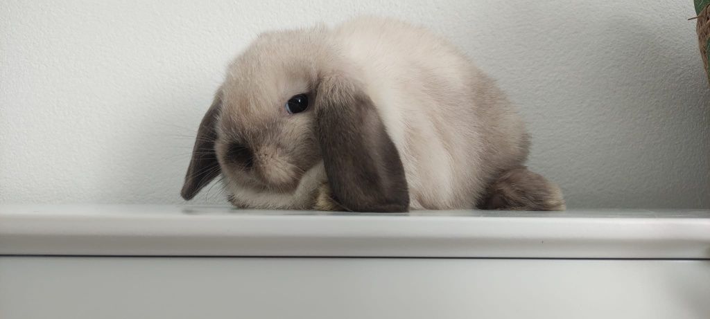 Mini Lop królik gotowe do odbioru