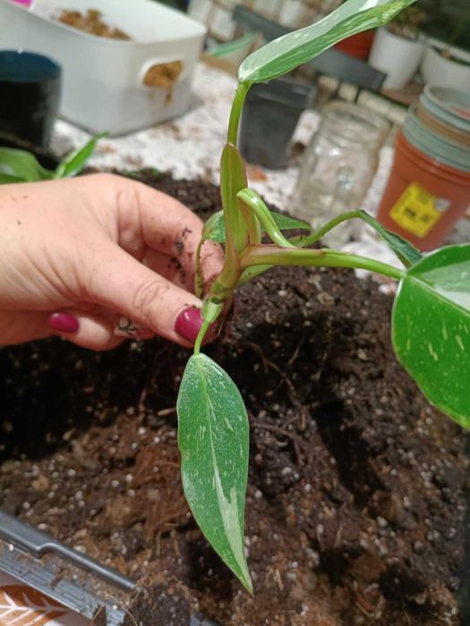 philodendron white princess nr3