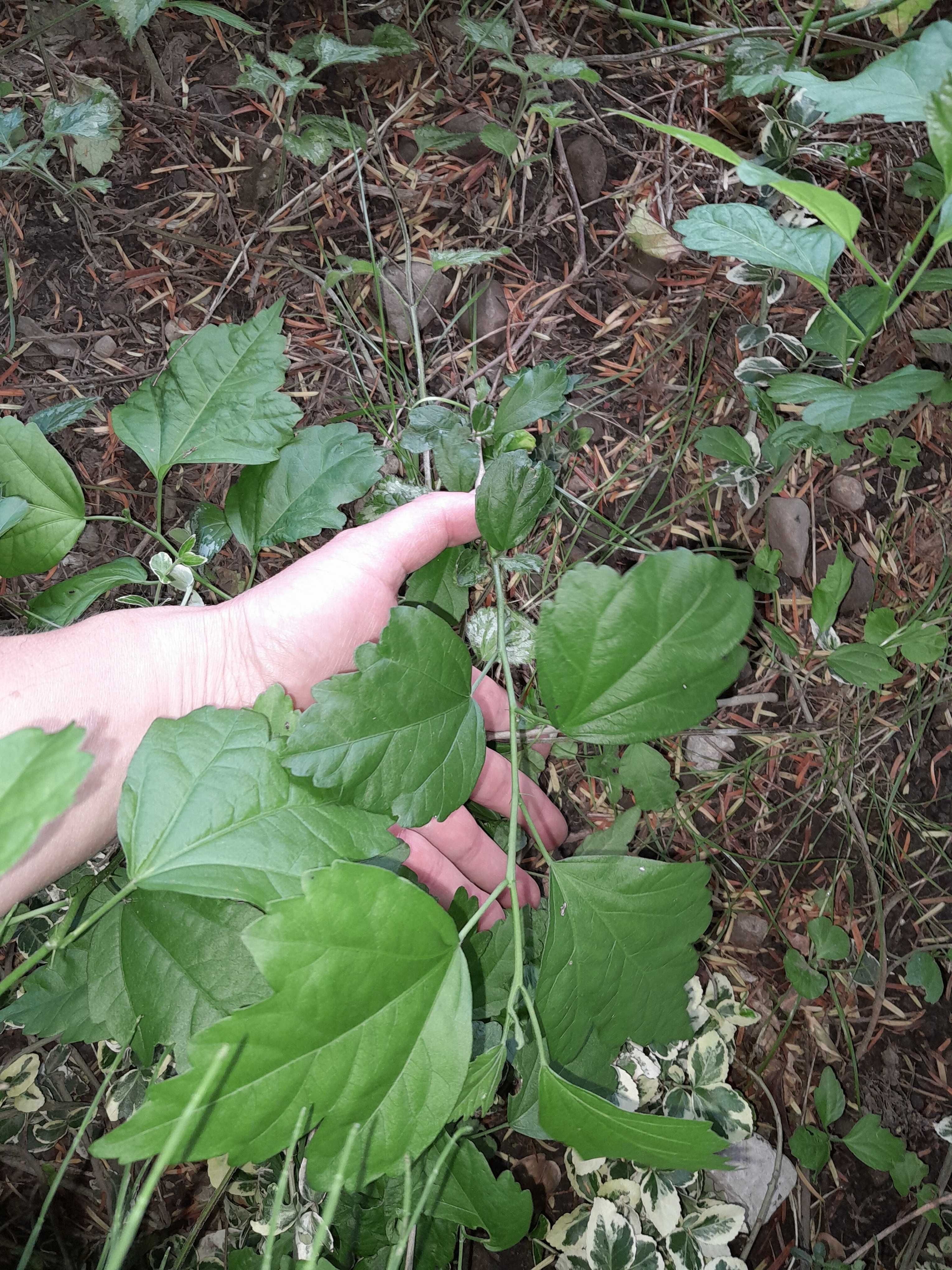 Ketmia hibiskus japoński