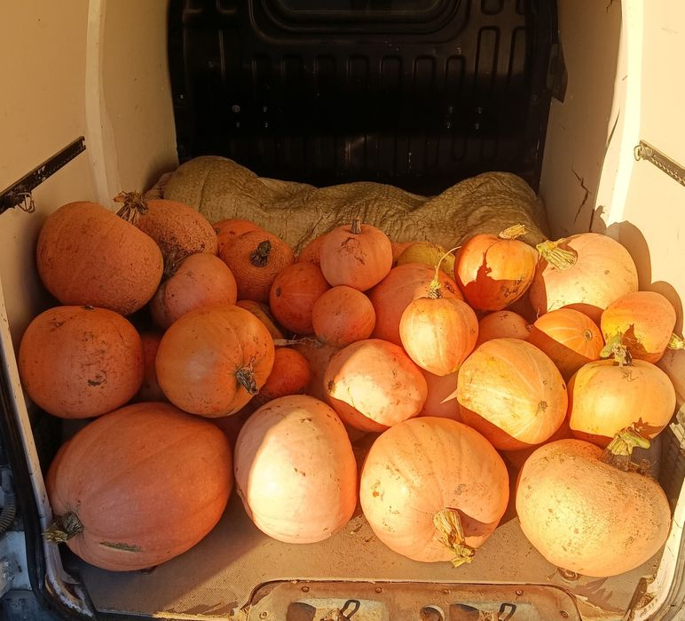 Sprzedam dynię jadalną