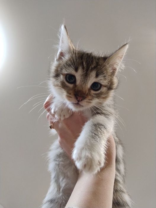 Кошенята шукають дім !