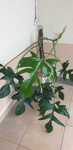 Filodendron pedatum ring of fire atabapoense