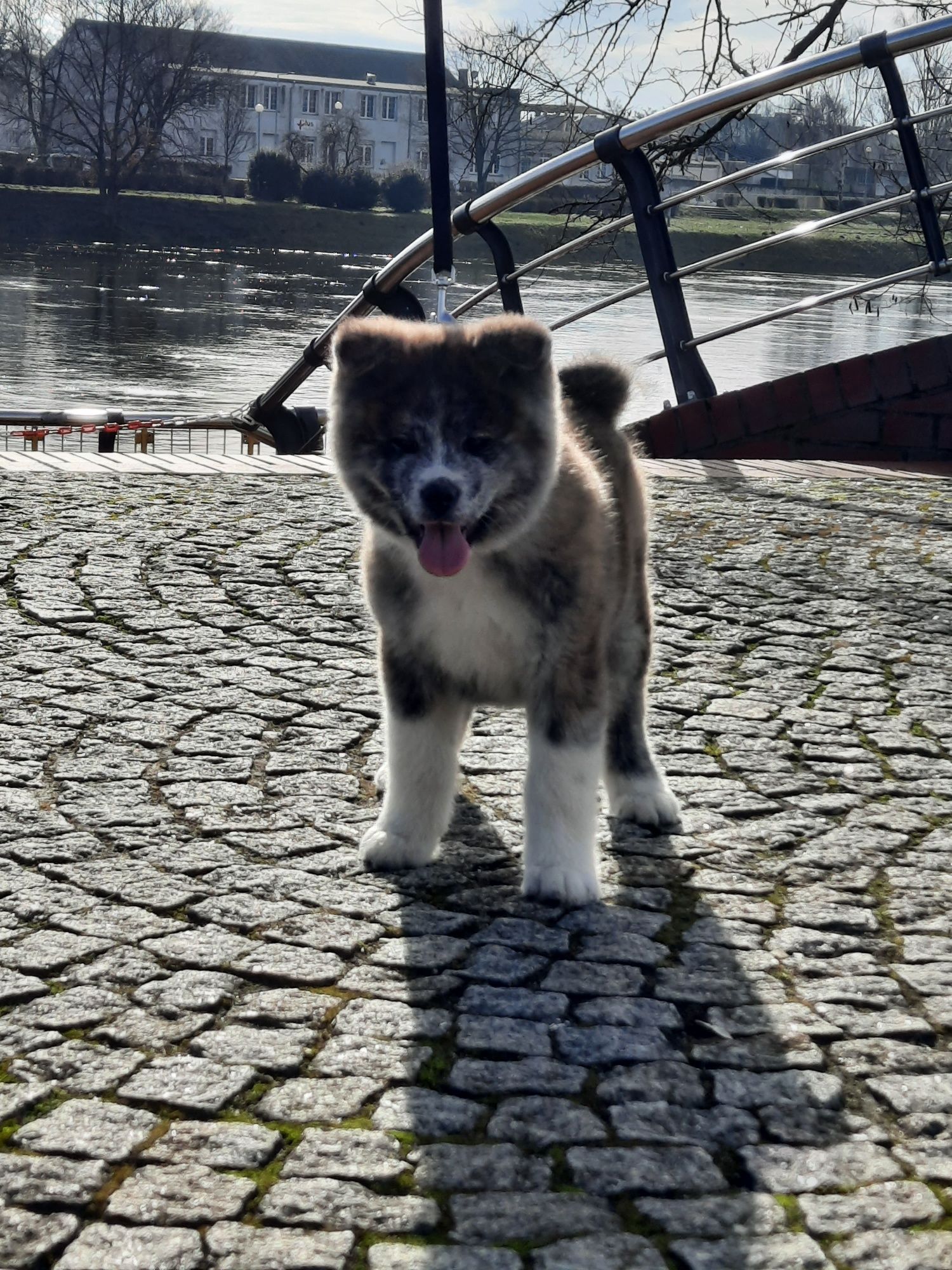 Akita japońska Piesek ZKwP do odbioru