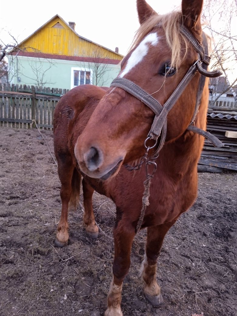 Продам молоду робочу кобилу