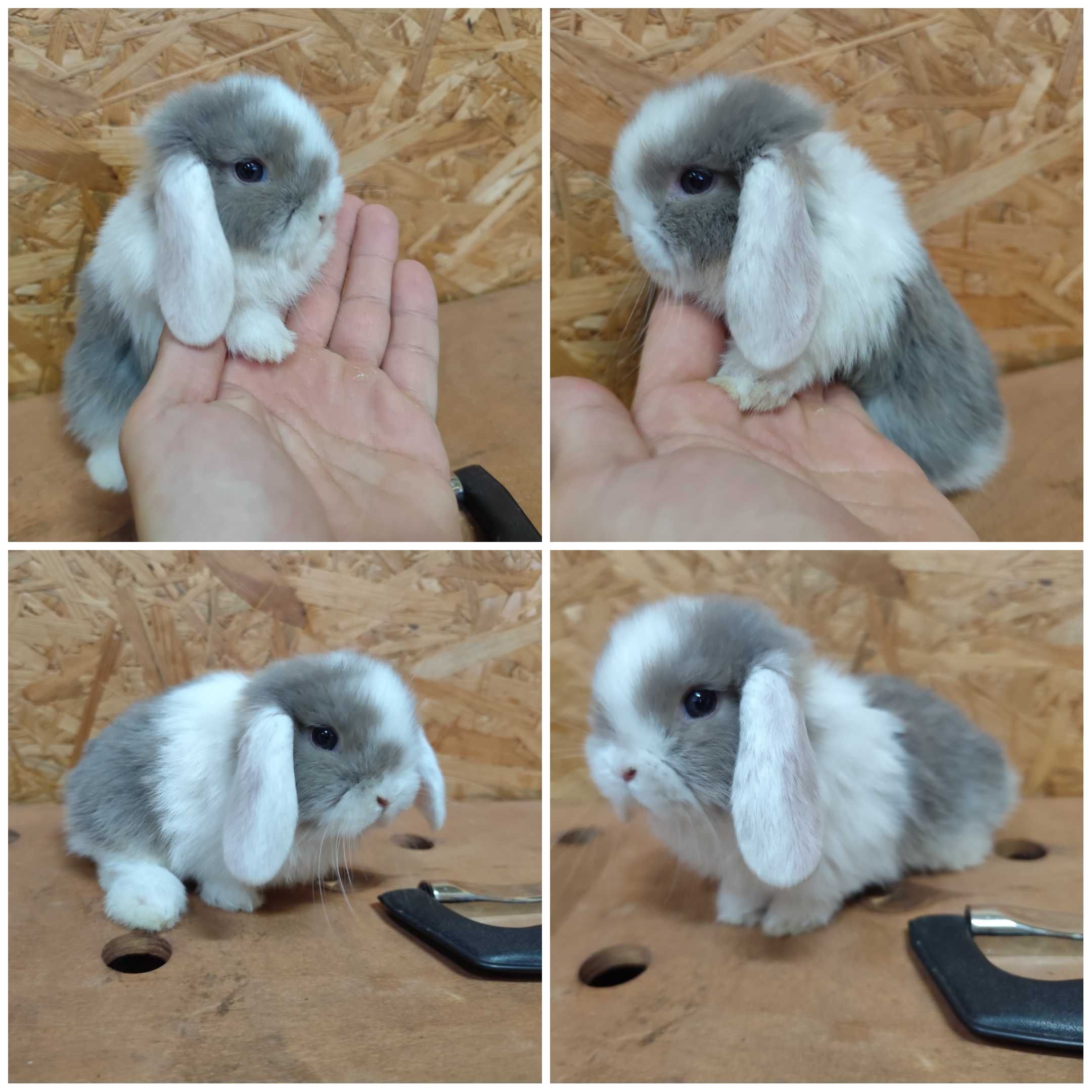 Mini Lop królik karzełek miniaturka rex baranki teddy