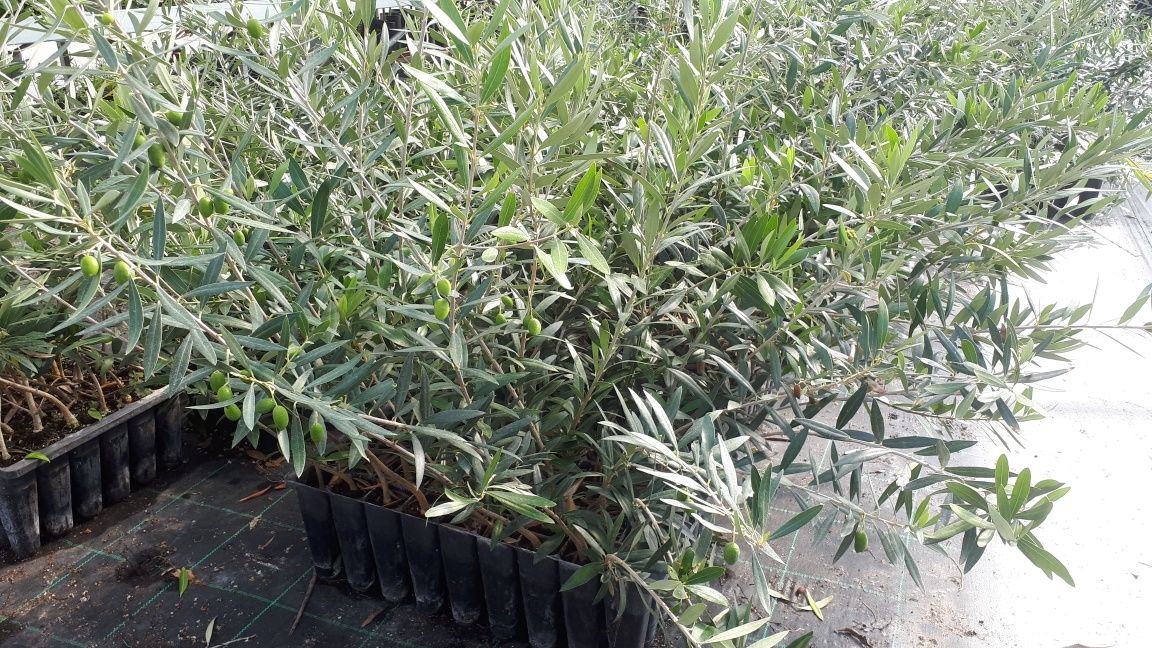 oliveira galega superprodutiva