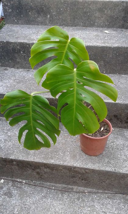 Costela d Adão monstera
