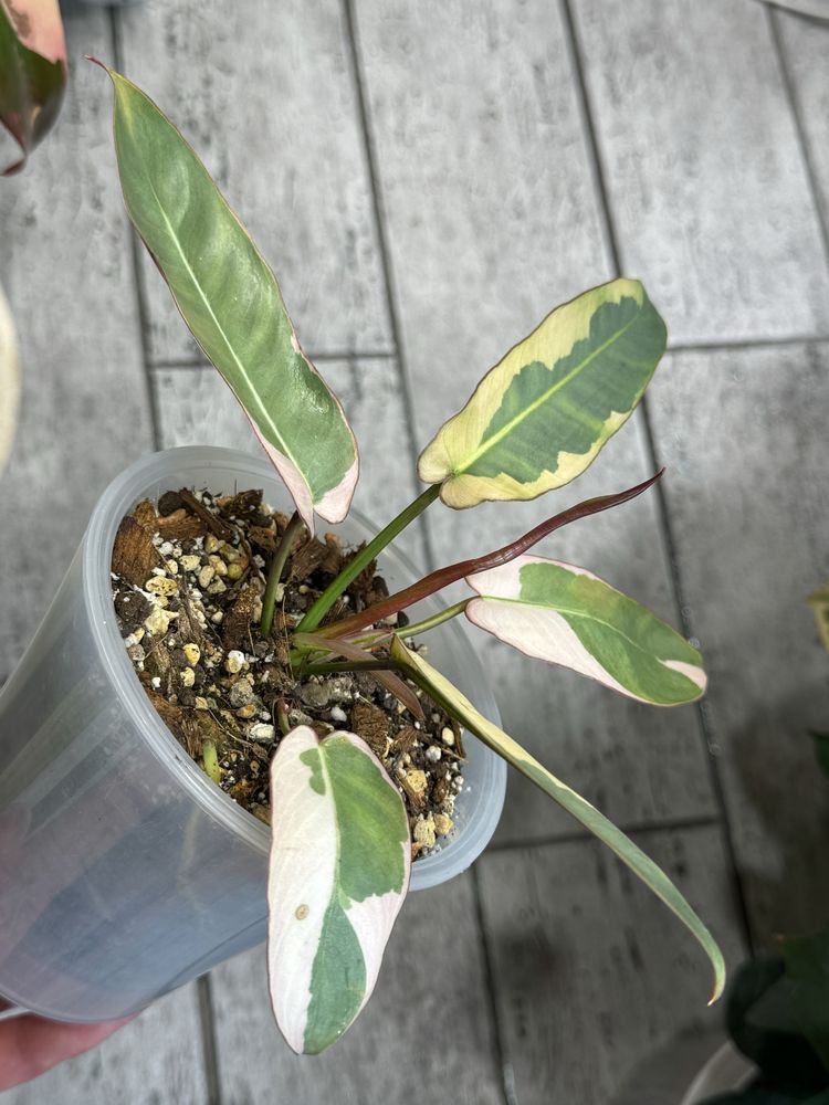 Филодендрон Atabapoense variegated