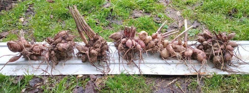 Корінь фіолетових жоржин. Корни георгин. Насіння мальви