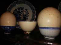 3 Ovos de Avestruz africanos, todos por apenas 40 euros