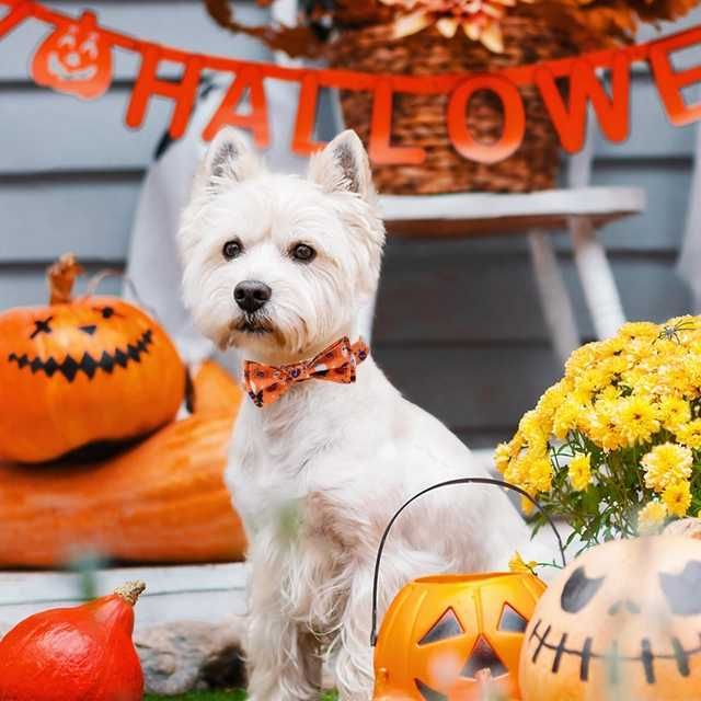 DAIHAQIKO Obroża Halloween dla Psa z Kokardką –  Rozmiar M