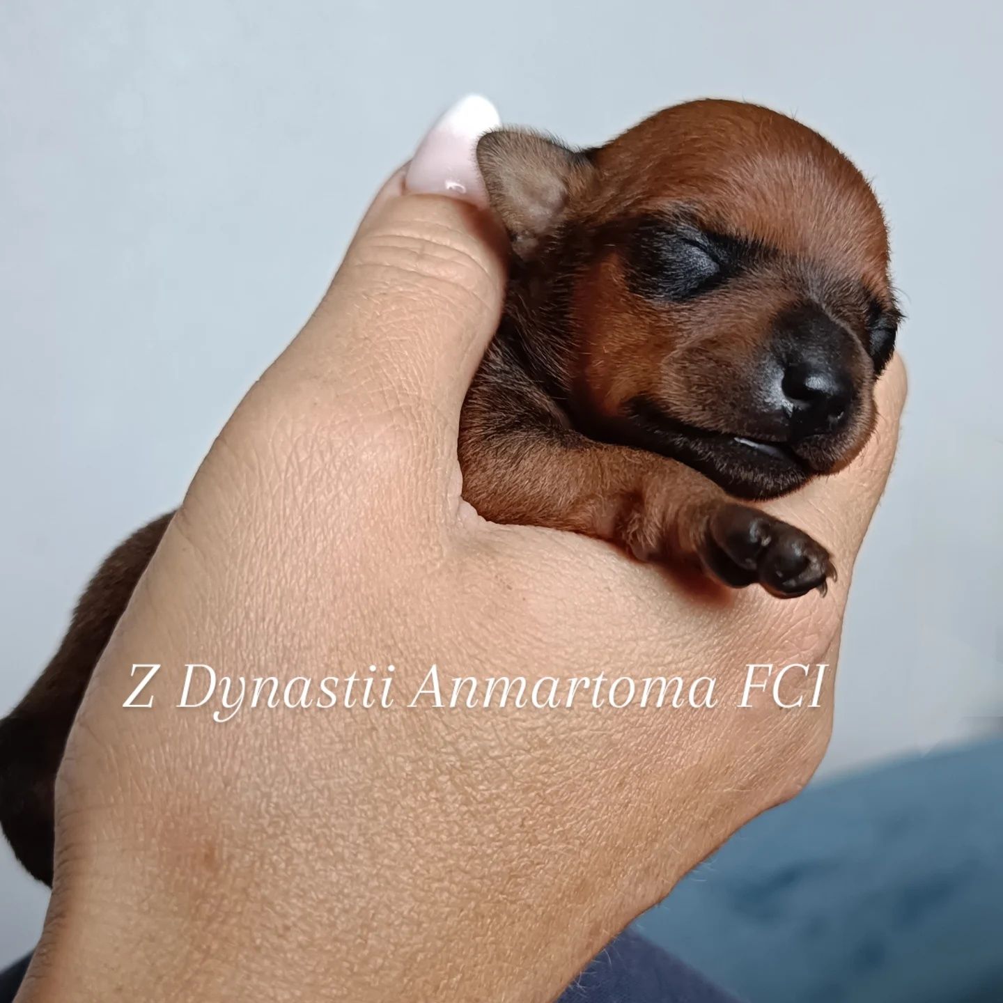 Pinczer Miniaturowy ZKwP/FCI suczka