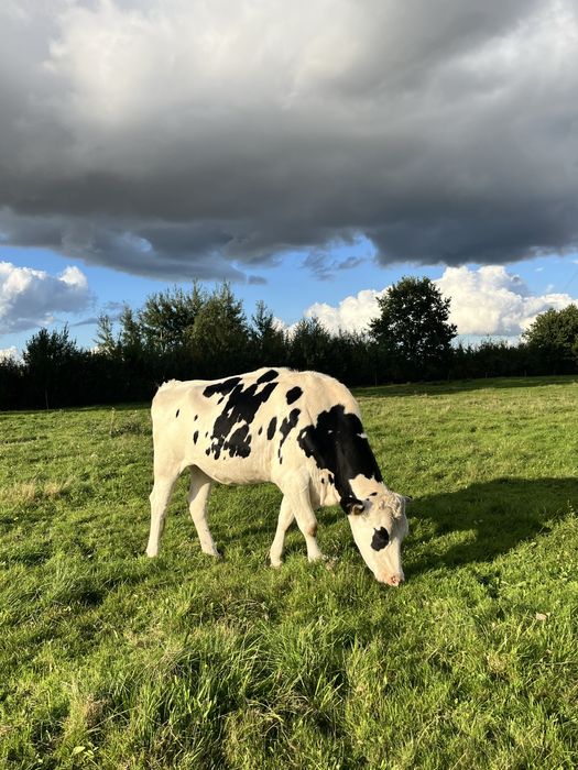Jałówki cielne rasy hf