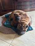 szczeniaki shar-pei ZKwP FCI