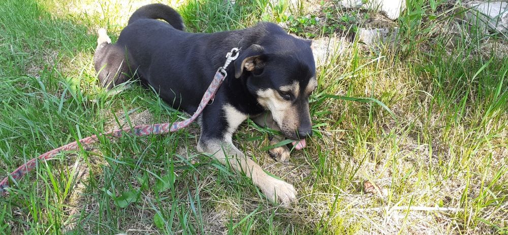 Młody pogodny psiak Batman szuka domu