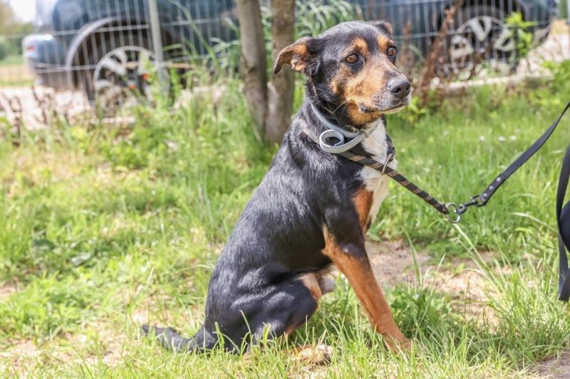 Jager do adopcji!