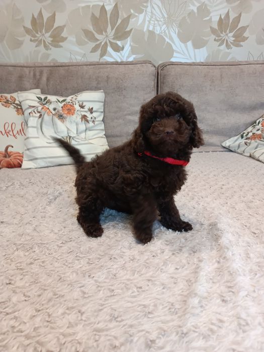 Pudel czekoladowy piesek miniaturka