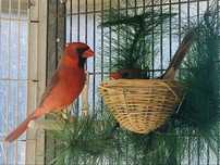 Casal reprodutor de Cardinalis Cardinalis
