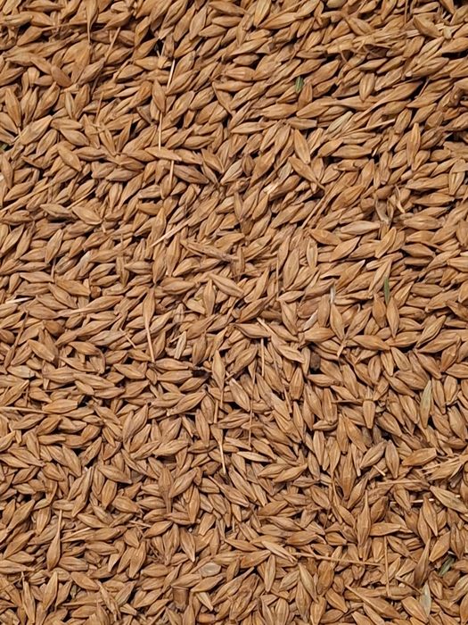 Sprzedam jęczmień ozimy