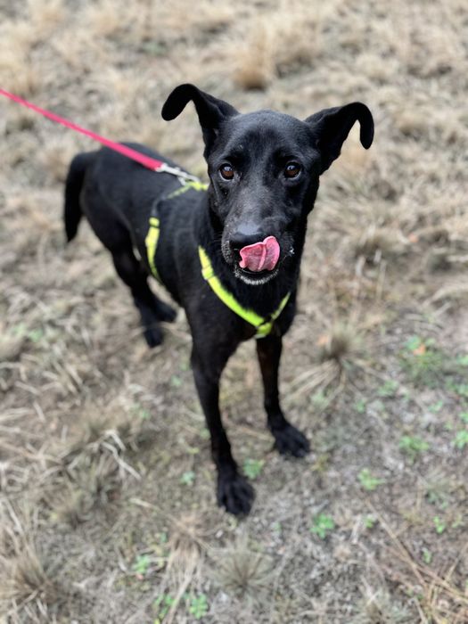 Batman w typie labradora szuka domu. Adoptuj!