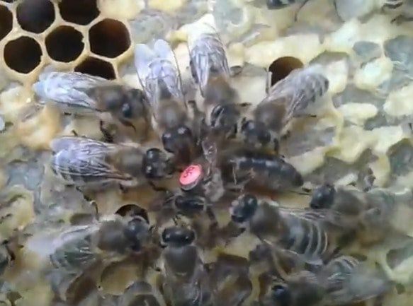 Продам Зимувалі матки Ф0 на кінець травня Острівні чи іо / шз ио