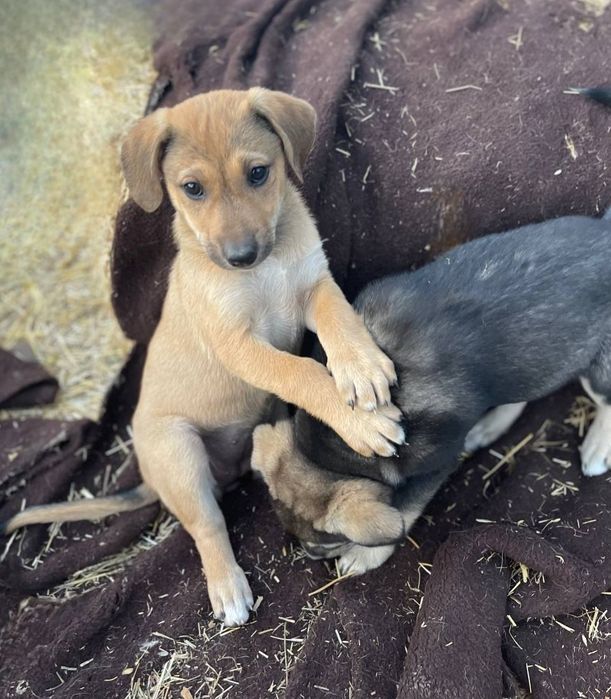 Отдам даром в добрые руки щенков метисы овчарки и лабрадора