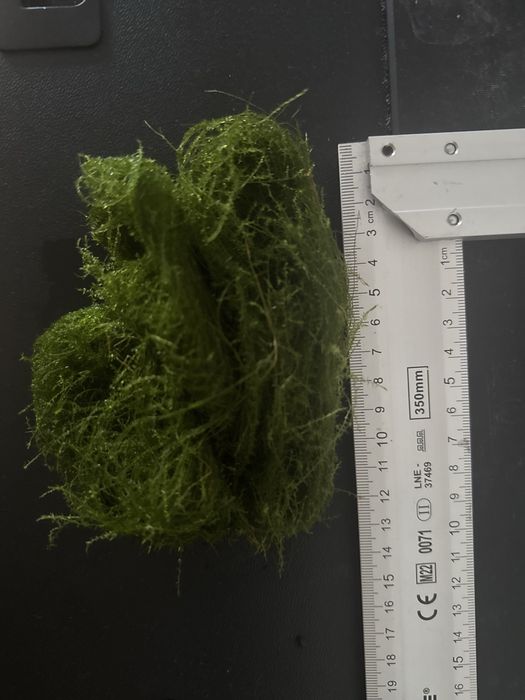 Знижка!!!Акваріумний мох: Крістмас мох, Яванський мох