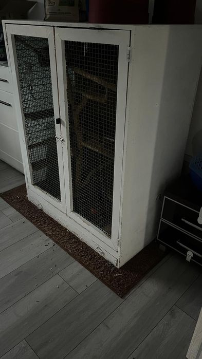 Szynszyla oddam za darmo w dobre ręce