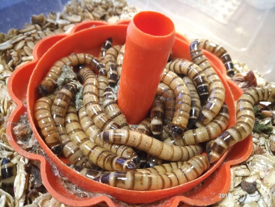 Продам личинки  зофобаса(зоофобуса)