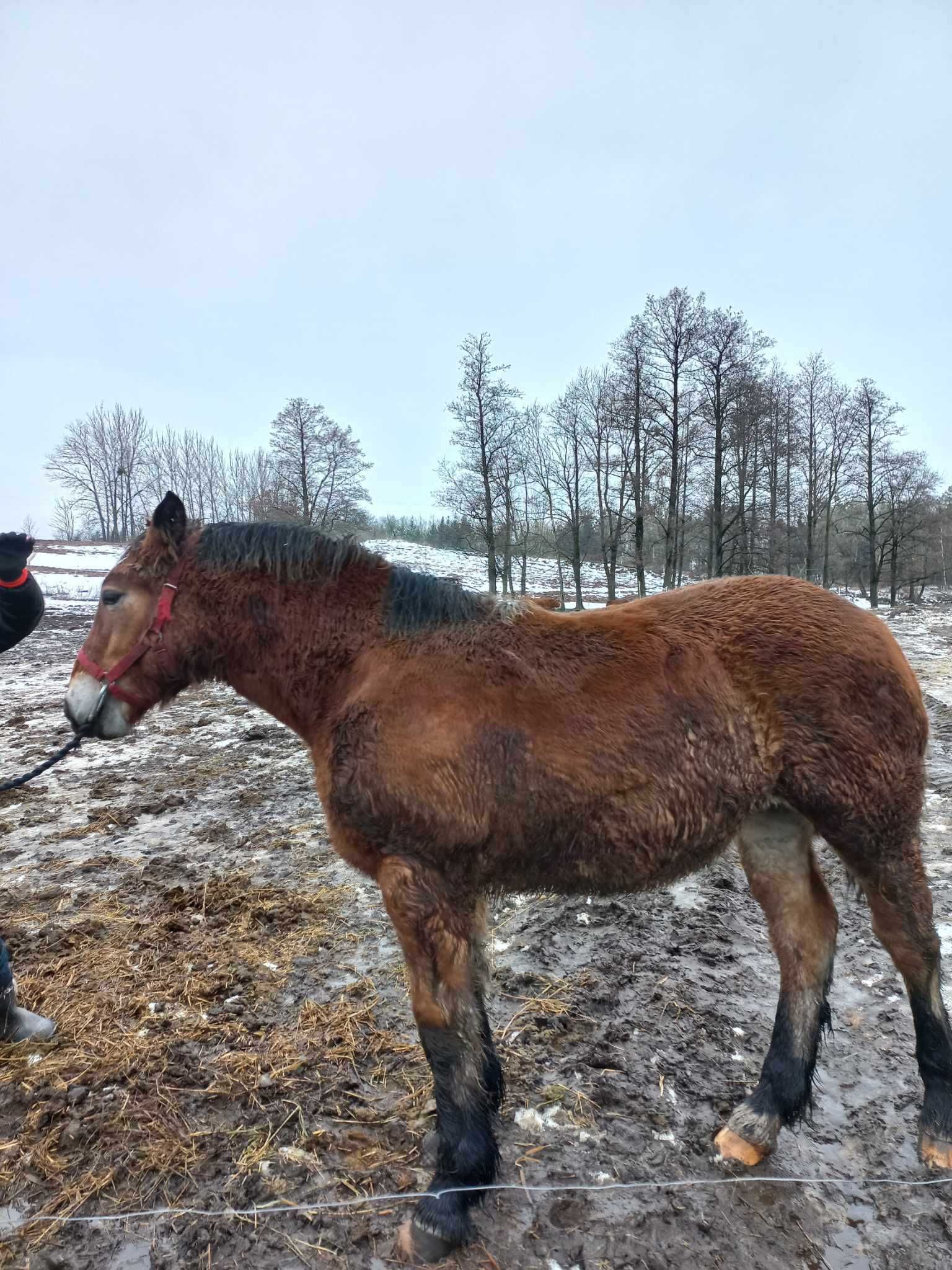 Sprzedam źrebice zimnokrwistą