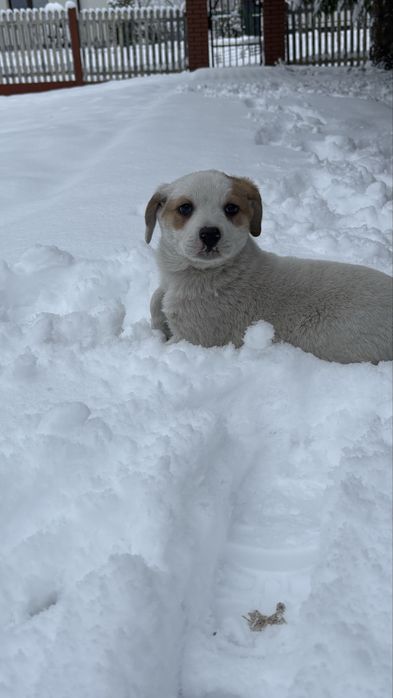 Oddam pieska w dobre rece