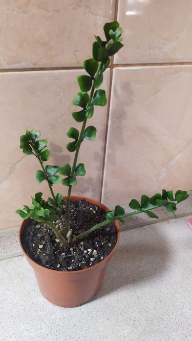 Продам папоротники