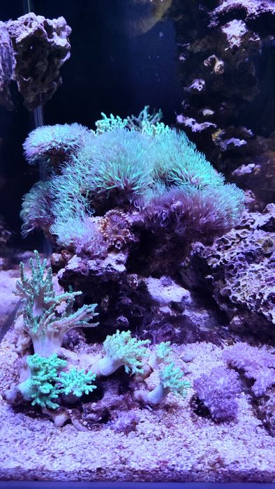 Akwarium morskie . Likwidacja . Całe życie. Koralowiec