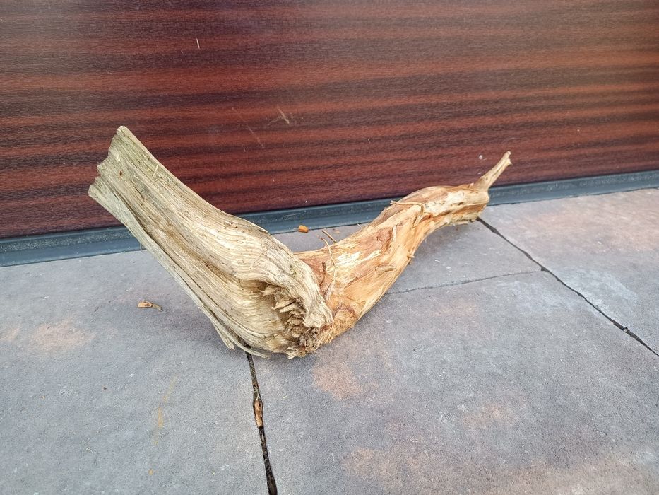 Naturalny konar do akwarium