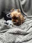Yorkshire Terrier Ocean Pearl