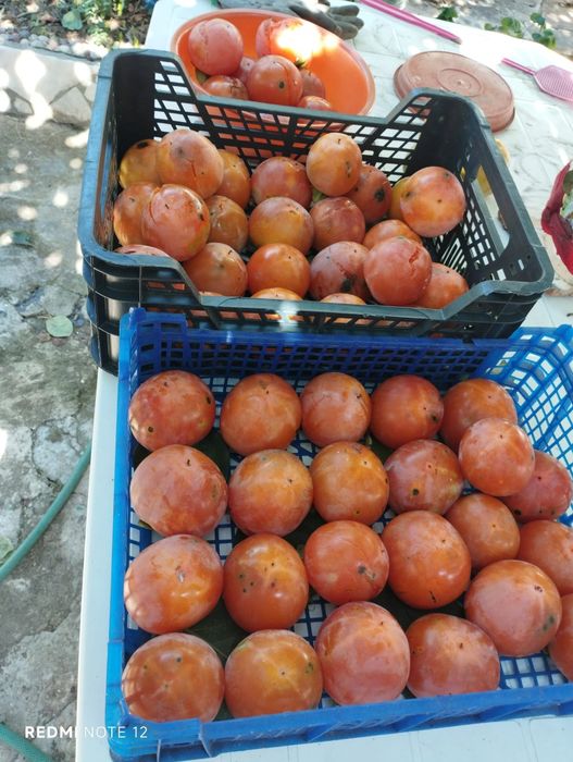 Romã diospiro fruto biológico