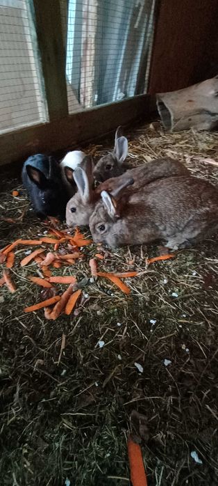 Miniaturki króle króliki