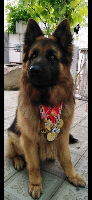 Щенки немецкой овчарки