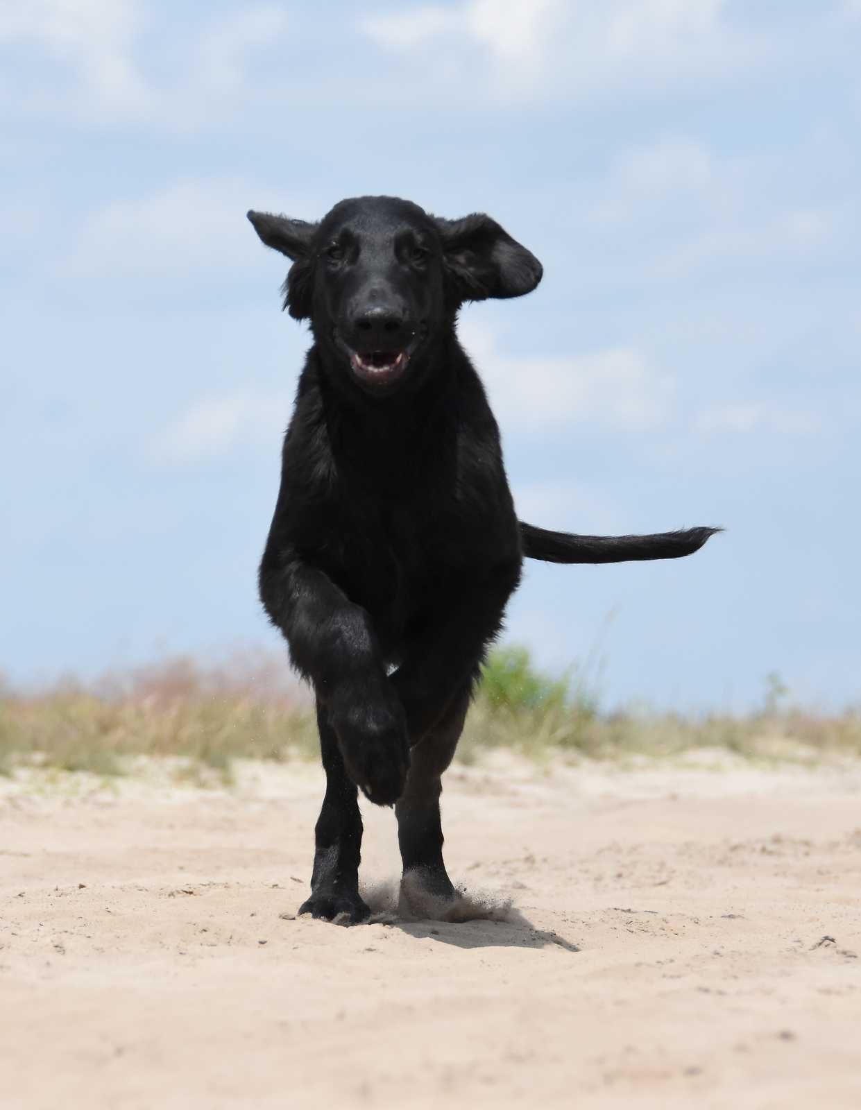 FLAT COATED RETRIEVER - cudny, czarny chłopczyk gotowy od odbioru